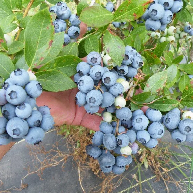 Blue Crop Blueberry Bush – Mid-Season Commercial Blueberry Variety