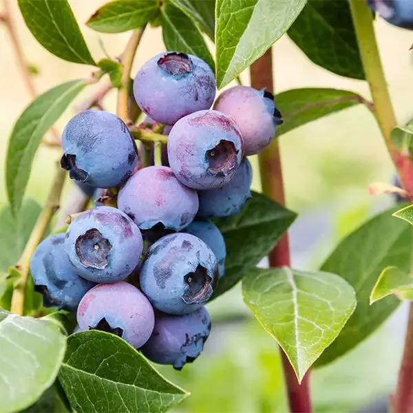 Blue Gold Blueberry Shrub – Cold-Tolerant Blueberry Cultivar