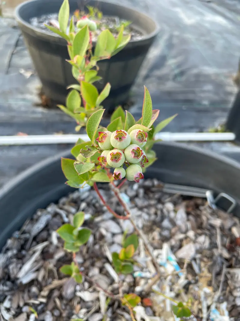 Duke Blueberry Bush – High-Yielding Early-Season Blueberry Ideal for Home Gardens