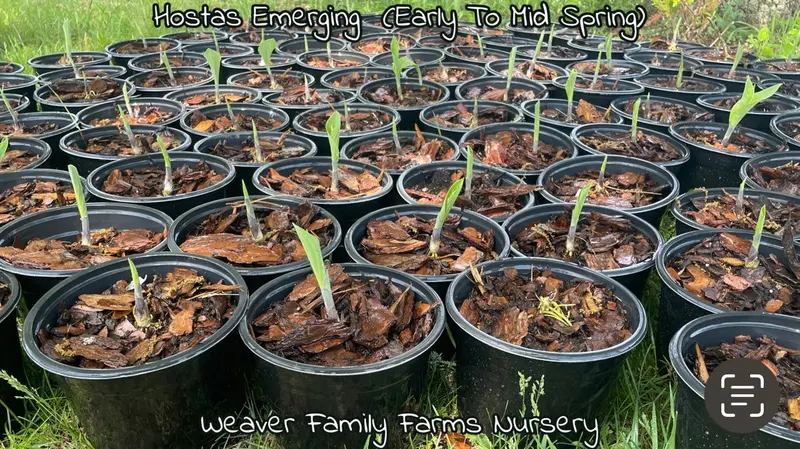 Hosta 'Krossa Regal' – Majestic Blue-Green Upright Perennial Ideal for Shady Landscapes